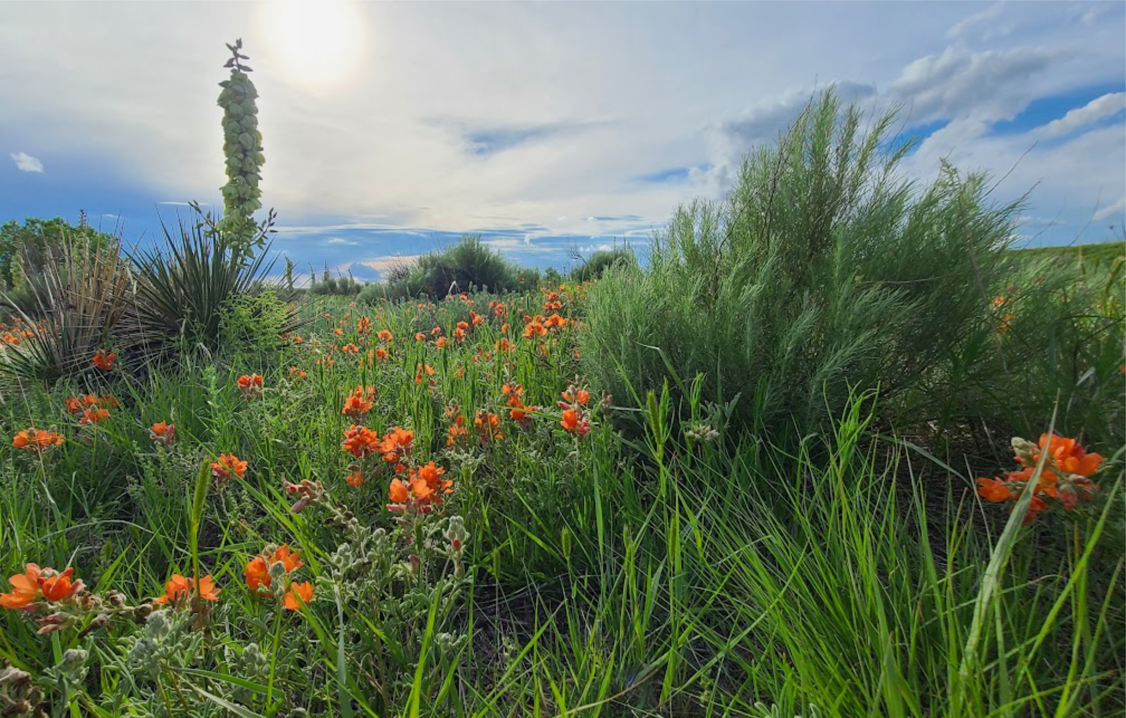 Vibrant landscape with green bushes and orange wildflowers